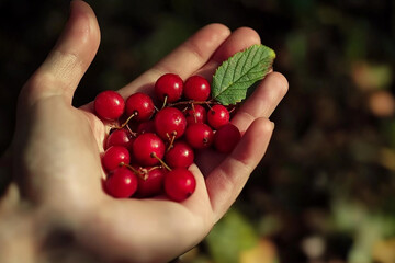 Hand holding bright red berries with green leaf outdoors