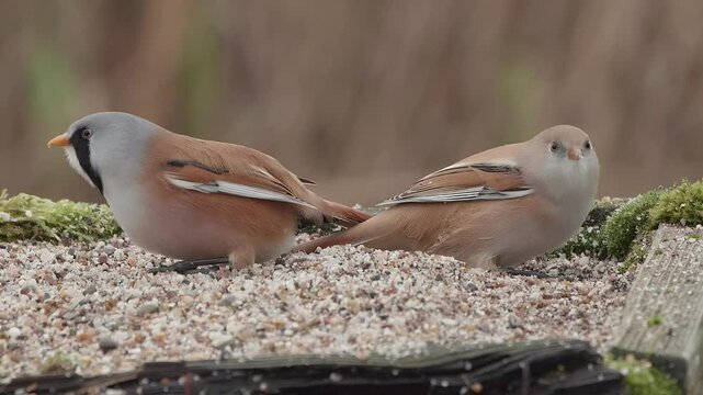 Bearded Tit pair eating grit on bird table tray on the edge of reed bed