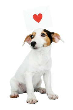 recommend clip art: Christmas puppy png sticker, cute Jack Russell Terrier on transparent background