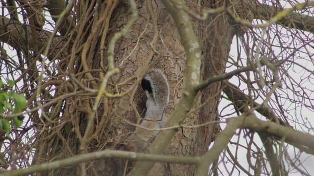 Grey Squirrel Climbing Out Of Hole In Hollowed Out Tree Trunk Overcast Winter UK England, Hertfordshire, Borehamwood