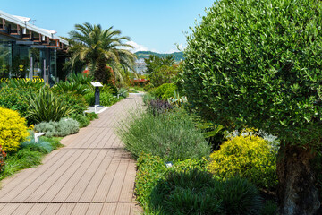 Obraz premium Beautiful streets with evergreen exotic trees in Sirius. Sea resort in the Imeretinskaya lowland near the resort of Sochi.