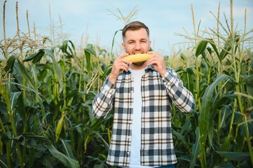 A man inspects a corn field and looks for pests. Successful farmer and agro business