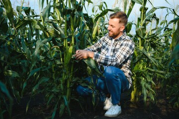 A man inspects a corn field and looks for pests. Successful farmer and agro business