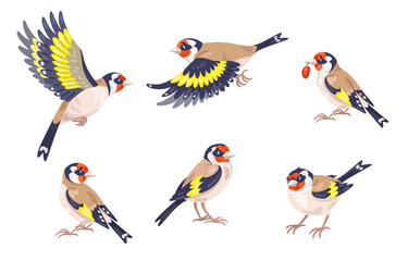 Set of six cute goldfinches in different poses. Birds are sitting and flying. Isolated on white background. Vector flat illustration.