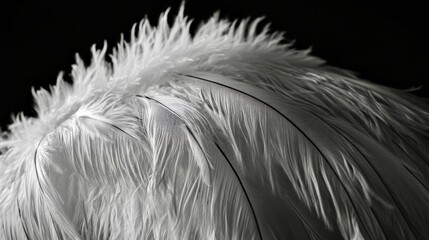 Obraz premium Close-up of an ostrich feather with soft black and white gradients, creating a luxurious effect
