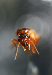 insects whose existence is not far from the home environment, both inside and outside the yard