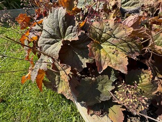 Purple-leafed Heuchera micrantha in the garden. Vibrant red Heuchera coral bell flower. Saxifrage...