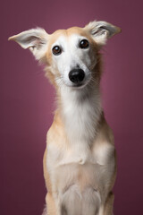 Portrait of a silken windsprite dog looking straight and alert at the on a maroon red background