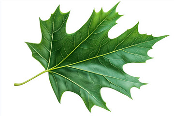 Fototapeta premium Realistic Green Leaf PNG Clipart with Detailed Veins and Vibrant Natural Coloring, No Background.