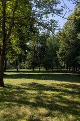 different deciduous trees in a mixed park in summer