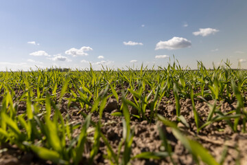 Obraz premium green wheat sprouts in a farmer's field