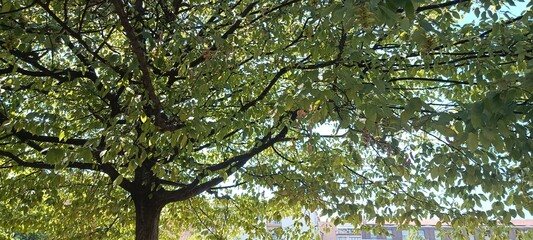 Fototapeta premium tree branches