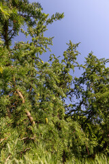 Fototapeta premium beautiful larch in May in spring