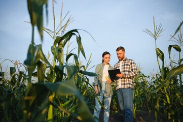 Two businessmen farmers, a man and a woman are working in a corn field