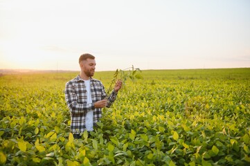 Fototapeta premium A farmer inspects a green soybean field. The concept of the harvest