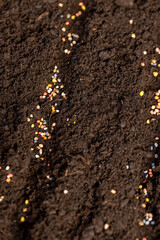 seeds of several varieties of radishes sown in fertile soil