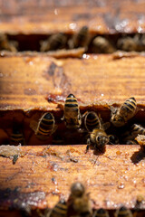 a bee hive with honey bees in sunny weather in summer
