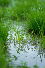 Obraz premium Green grass and sprouts in a water puddle during the rain. Natural soil moisture, fertile soil, nature and life