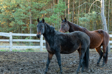 Two horses standing in a paddock in a free-range stable. Wooden fence and trees in the background.