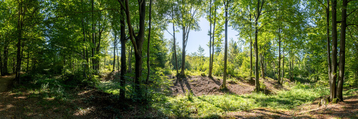 Obraz premium Beech forest in the Low Beskid Mountains. Panoramic view from the hiking trail. Beskid Niski, Poland, Europe.