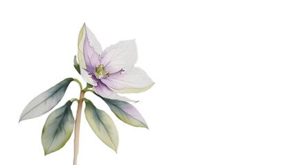 Fototapeta premium Serene Hellebore Watercolor Painting 