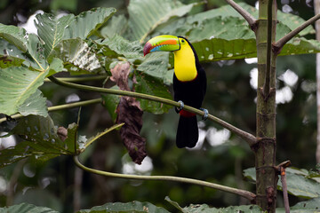 Fototapeta premium Keel-billed toucan (Ramphastos sulfuratus), also known as sulfur-breasted or keel or rainbow-billed toucan sitting on a tree in a tropical rainforest.