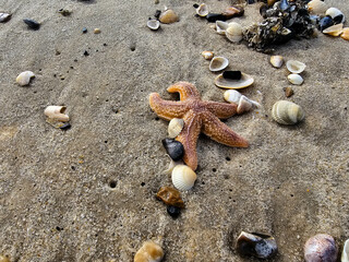 Am Strand von Blavand in Dänemark © Steidi