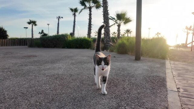 Domestic cat living in the streets of Taghazout Morocco : 8 Dec 2024