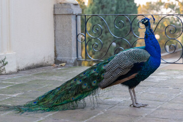 peacock with feathers out
