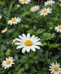 A delicate white and yellow daisy amidst the greenery, serene, foliage, delicate