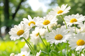 Obraz premium Daisies in full bloom display vibrant white petals and yellow centers, thriving amidst a verdant garden illuminated by gentle sunlight. Nature is alive with color and beauty