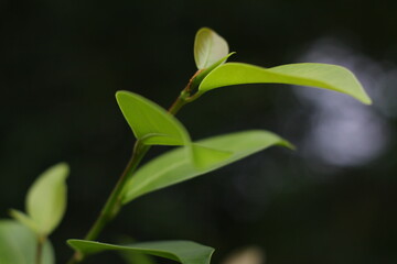 Fototapeta premium lily of the valley in the forest