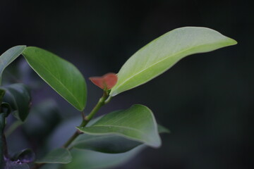 leaves with garden nature