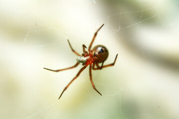 insects whose existence is not far from the home environment, both inside and outside the yard
