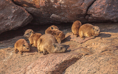 Rock Hyrax (Procavia capensis); family enjoying the sun in early morning light, Augrabies falls national park, South-Africa