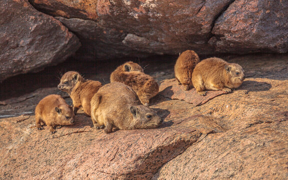 Rock Hyrax (Procavia capensis); family enjoying the sun in early morning light, Augrabies falls national park, South-Africa