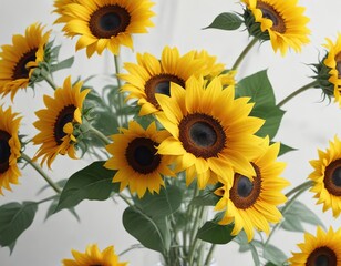 Obraz premium Bright yellow sunflowers arranged in a loose bouquet on a crisp white background, blooms, sunflowers, garden