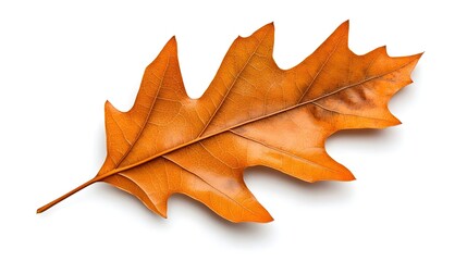 Naklejka premium Vibrant Autumn Oak Leaf Isolated on White Background Showcasing Rich Orange Color and Intricate Veins Perfect for Seasonal Themes and Nature Illustrations
