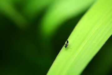 Fototapeta premium insects whose existence is not far from the home environment, both inside and outside the yard
