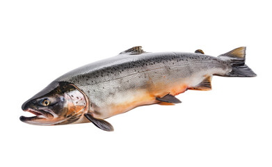 Obraz premium Sea fish, fresh raw salmon isolated on transparent background