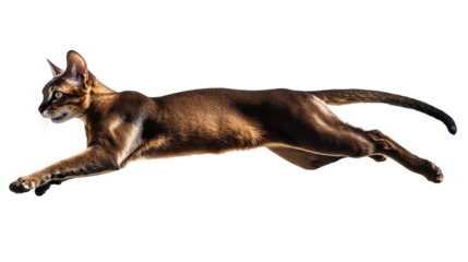 Abyssinian Cat Leaping  Dynamic Breed  Graceful Movement