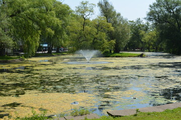 Beautiful algae pond with fountain on a summer day on Toronto Island