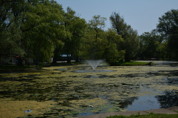 Beautiful algae pond with fountain on a summer day on Toronto Island