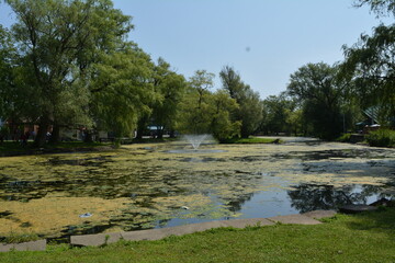 Beautiful algae pond with fountain on a summer day on Toronto Island