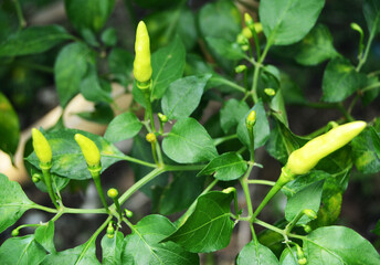 Wild plants around the house grow quickly during the rainy season