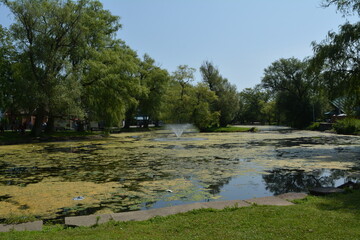 Beautiful algae pond with fountain on a summer day on Toronto Island