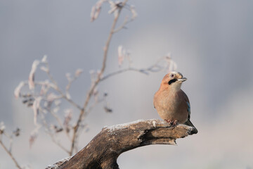 Sójka siedząca na oszronionej gałęzi zimą © M