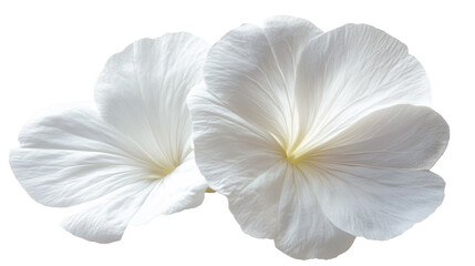 Fototapeta premium Two White Flowers Close up Petals Bloom Botany