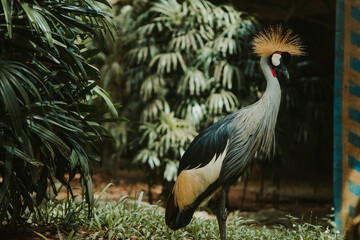 Close-up portrait of a crowned crane