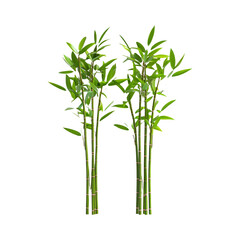 Bamboo Stalks Isolated on Transparent Background